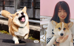 ''Sen đại gia'' trần tình nguyên nhân tặng cả căn nhà giữa thủ đô cho ai tìm được ''boss chân ngắn'', dân tình nghe xong mà sang chấn tâm lý