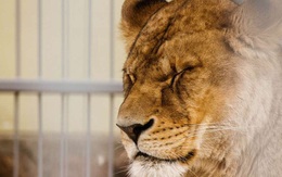 Sư tử Ấn Độ đột nhiên lăn ra chết, kết quả xét nghiệm khiến người ta phải đau lòng
