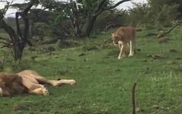Sư tử suýt giết chết em trai vì ghen tuông