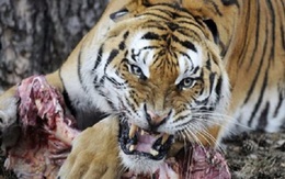 Hổ dữ quỷ quyệt, ăn thịt tổng cộng 436 người, chỉ khi bị bắn hạ mới tìm được nguyên nhân nó nhắm vào con người