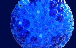 Cuộc chiến với Covid-19 khiến một số chủng cúm biến mất