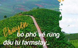 Câu chuyện “bỏ phố về rừng” đầu tư Farmstay của một đại gia Tp.HCM sở hữu 50 căn nhà vườn