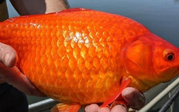 Mỹ: Thả cá vàng xuống sông hồ, đến lúc vớt lên hóa thành “quái vật”
