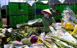 Hoa Đà Lạt không xuất khẩu được sang Australia do vướng quy định