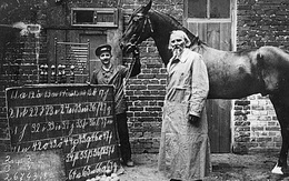Đây là Hans - chú ngựa từng gây bão lịch sử nhân loại: Biết làm toán, ''nói'' được tiếng Đức và có một cái kết buồn