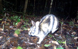 Thỏ vằn bất ngờ xuất hiện ở Lâm Đồng