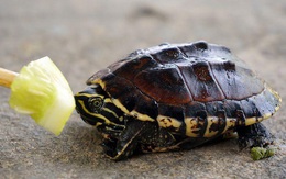 Cảnh báo nuôi rùa làm cảnh rước bệnh vào thân