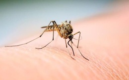 Muỗi hút máu "bợm nhậu" thì có bị say không?