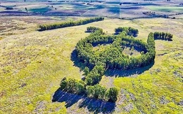 Khu vườn bạch đàn kết thành hình thù độc lạ nổi tiếng nhờ Google Earth