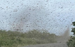 Clip gây ngứa: Cơn lốc xoáy tạo thành từ hàng tỷ con muỗi làm bà con sợ không dám ra khỏi nhà