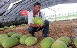 Cây dưa hấu siêu mắn chưa từng thấy trên thế giới: 'Đẻ sòn sòn' 131 quả/vụ, lá chẳng thấy đâu mà trái sum sê