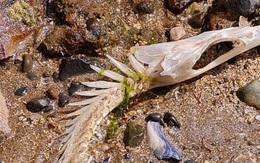 Bộ xương của sinh vật bí ẩn trôi dạt vào bờ biển Vương quốc Anh