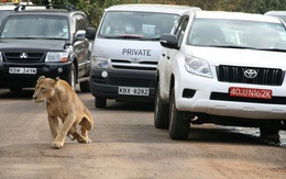 Sư tử trốn khỏi vườn thú gây náo loạn khu phố đông người