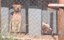 Brazil: Tới gặp bạn trai, người phụ nữ bị 6 con pitbull cắn xé
