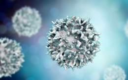 Nghiên cứu từ Anh: Cảm lạnh thông thường có thể giúp cơ thể 'miễn nhiễm' COVID-19