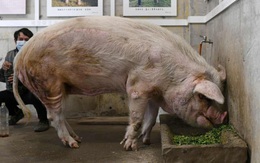 Chú lợn 'sống sót thần kì sau trận động đất năm 2008 ở Tứ Xuyên' chết già trong bảo tàng