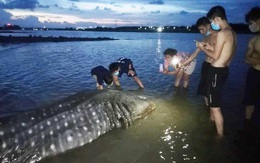 Phát hiện cá lạ nặng hơn một tấn trôi dạt vào bãi biển ở Nghệ An