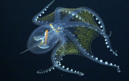 Phát hiện "bạch tuộc thủy tinh" ở Thái Bình Dương