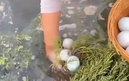 Cô gái mò được vô số trứng vịt từ dưới ao, bóc ra lại còn chín sẵn khiến dân mạng tròn mắt: 'Chuyện quái gì thế này'?