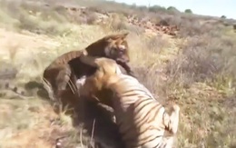 Clip: Cuộc chiến sinh tử giữa 2 con hổ