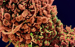 Nguồn gốc Covid-19: Biến thể Delta và giả thuyết "virus rò rỉ từ Vũ Hán" liên quan tới nhau như thế nào?