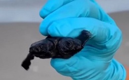Phát hiện rùa hai đầu cực hiếm trên bờ biển khiến các nhà khoa học choáng váng
