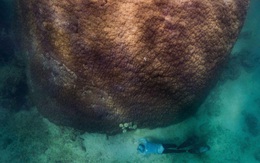 Phát hiện loài san hô 400 năm tuổi lớn nhất và lâu đời nhất ở Úc