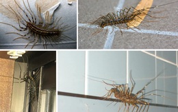 Sinh vật kinh dị có tới 15 cặp chân, chuyên bám trên tường hay trần nhà - Có đáng sợ như vẻ ngoài?