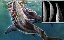 ''Siêu cá mập'' Megalodon tấn công cá nhà táng khổng lồ trong cuộc đấu sinh tử