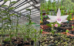 Vỡ mộng bạc tỷ, lan đột biến trăm triệu treo bờ rào, 'bóc phốt' rầm rập