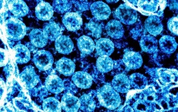 Phát hiện quan trọng về virus SARS-CoV-2 giúp phát triển thuốc chữa Covid-19