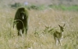 Clip: Khỉ đầu chó liều mình cứu sống linh dương Gazen