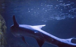Cá mập cái sinh con không cần con đực ở thủy cung Ý