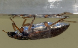 Các nhà khoa học đã quan sát được một con bọ cánh cứng đi trên mặt nước, nhưng theo chiều ngược lại