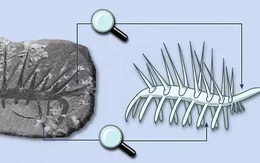 Phải mất tới 24 năm nghiên cứu đằng đẵng, giới khoa học mới có thể phân biệt được đâu là đầu và đâu là đuôi của con vật này!