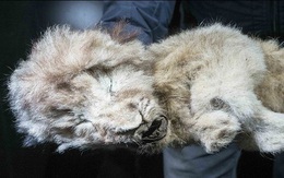 Phát hiện xác ướp sư tử còn nguyên nội tạng sau 28.000 năm