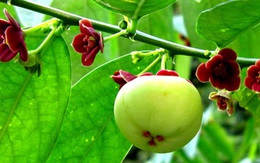 4 loại rau dưỡng phế âm giải nhiệt tà, chống tái phát cho người bệnh COVID-19