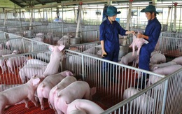 Xuân Thiện chi tiếp 2.500 tỷ làm dự án nuôi lợn ở Thanh Hóa