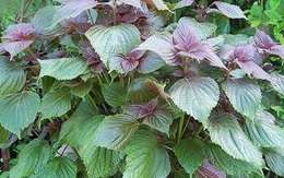 Uống nước tía tô có giảm tác dụng phụ khi tiêm vaccine COVID-19?