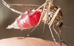 Chuyện gì sẽ xảy ra nếu chúng ta 'xóa sổ' toàn bộ loài muỗi?