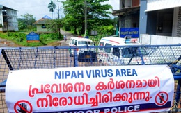 Lý do virus Nipah có thể gây đại dịch chết người giống như Covid-19