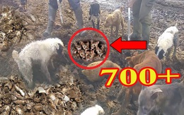 Người nông dân mang theo 'biệt đội chó' ra cánh đồng, kết quả hơn 700 con chuột bị tiêu diệt!