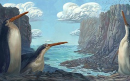 Phát hiện chim cánh cụt khổng lồ cao bằng con người