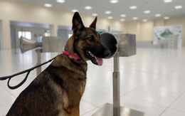 Chó nghiệp vụ đánh hơi người mắc COVID-19 chính xác gần như tuyệt đối