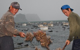 Quảng Ninh: Hàu sữa rớt giá vì dịch COVID-19, ngư dân trắng đêm thu hoạch