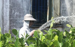 'Vương quốc hoa kiểng' thất thu do dịch Covid-19