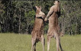 Đấu trường sinh tử khốc liệt, cạnh tranh quyền giao phối của kangaroo