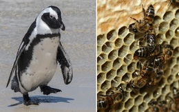 Chọc phải bầy ong mật, 63 con chim cánh cụt bị đốt chết