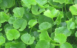 Uống nước 6 loại lá bán đầy chợ này giúp hạ sốt sau tiêm vaccine COVID-19