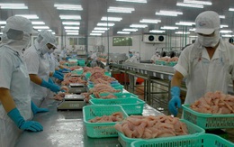 Ngành cá tra đối diện nguy cơ thiếu nguyên liệu kéo dài